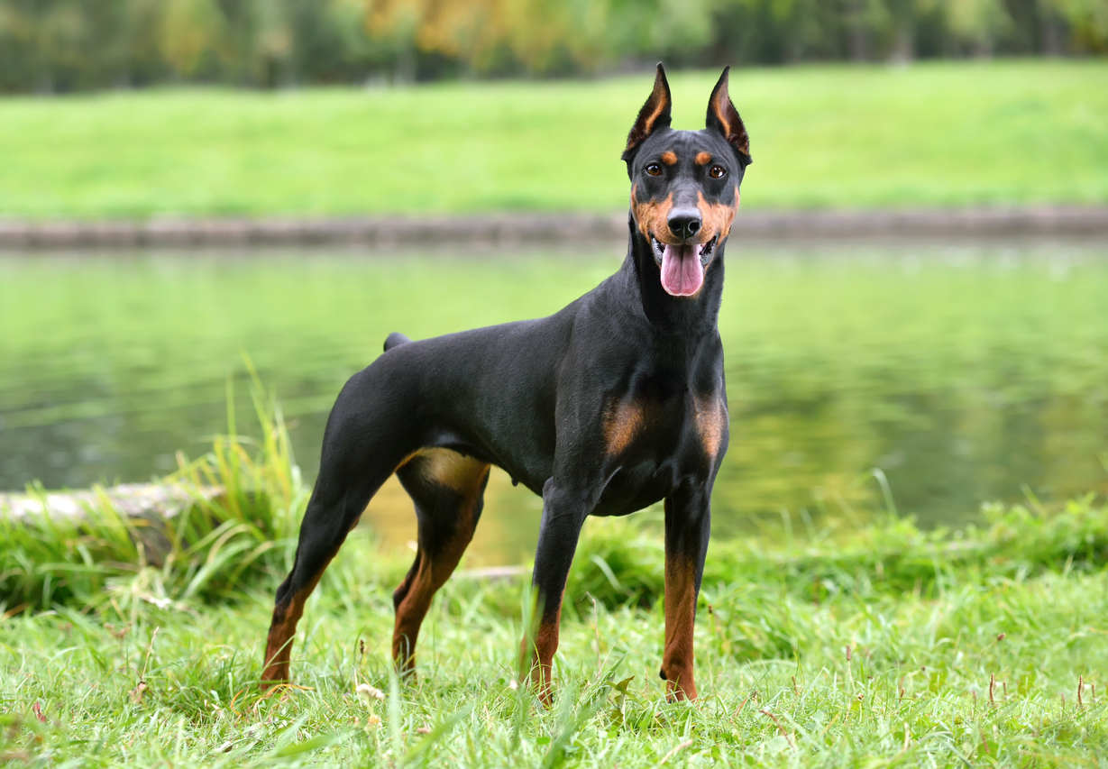 doberman-dog